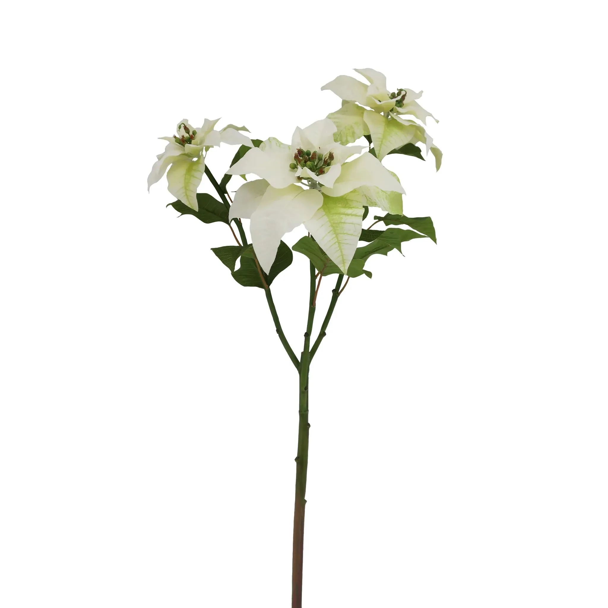 White Poinsettia Branch